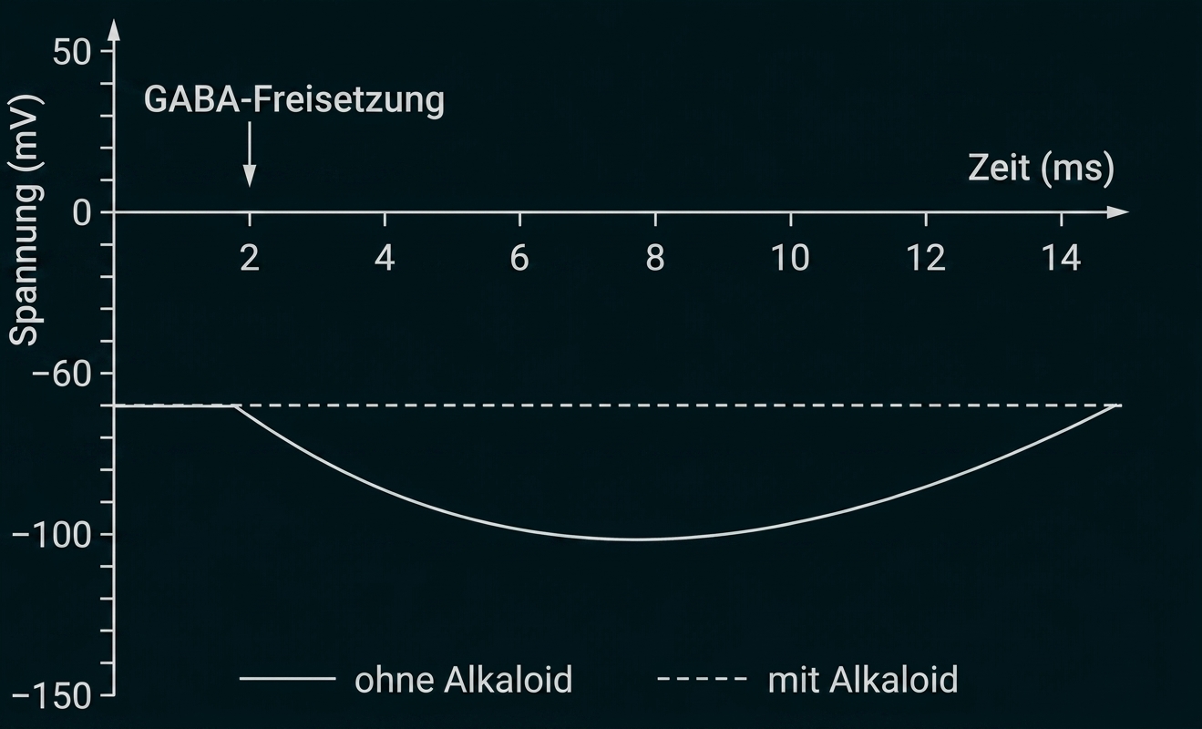 Diagramm zur GABA-Freisetzung: Spannungsverlauf mit und ohne Alkaloid über die Zeit.